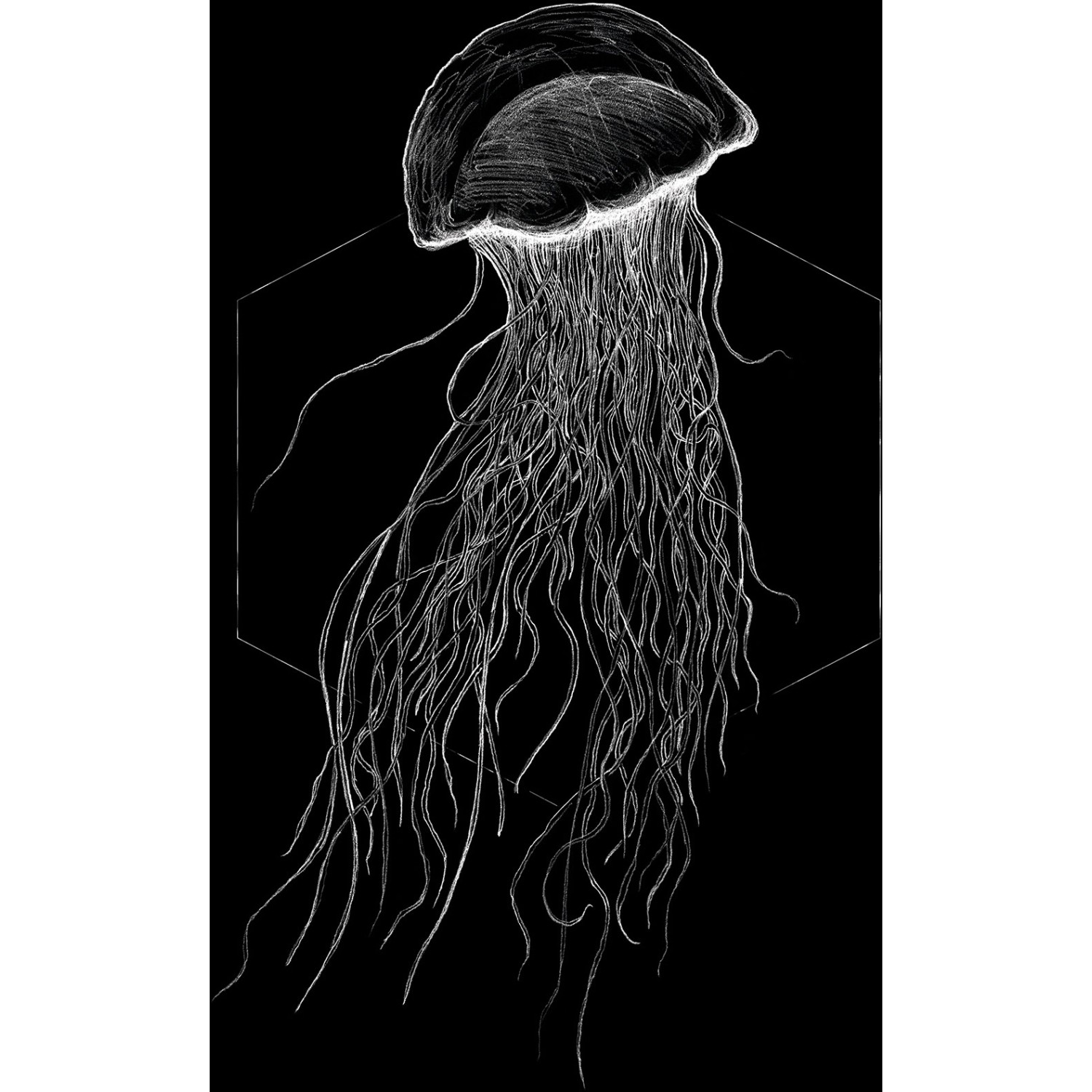 Komar Wandbild Jellyfish Black 50 x 70 cm von Komar