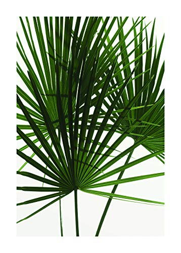 Komar Wandbild | Palmtree Leaves | Poster, Bild, Wohnzimmer, Schlafzimmer, Dekoration, Kunstdruck | ohne Rahmen | P061-50x70 | Größe: 50 x 70 cm (Breite x Höhe) von Komar