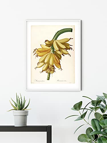 Komar Wandbild - Plantains - Größe: 30 x 40 cm - Poster, Kunstdruck, Dekoration, Wohnzimmer, Schlafzimmer (ohne Rahmen) von Komar