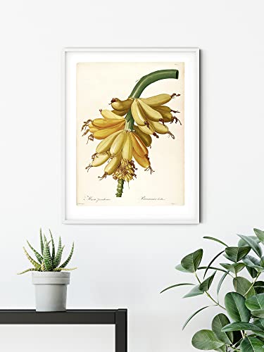 Komar Wandbild - Plantains - Größe: 50 x 70 cm - Poster, Kunstdruck, Dekoration, Wohnzimmer, Schlafzimmer (ohne Rahmen) von Komar