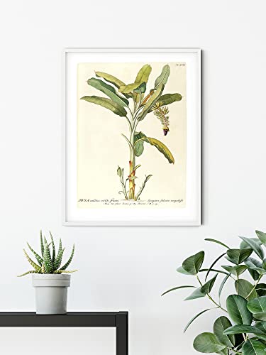 Komar Wandbild - Rainforest Sapling - Größe: 50 x 70 cm - Poster, Kunstdruck, Dekoration, Wohnzimmer, Schlafzimmer (ohne Rahmen) von Komar