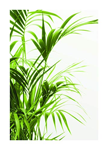 Komar Wandbild | Reed Leaves | Poster, Bild, Wohnzimmer, Schlafzimmer, Dekoration, Kunstdruck | ohne Rahmen | P062-50x70 | Größe: 50 x 70 cm (Breite x Höhe) von Komar