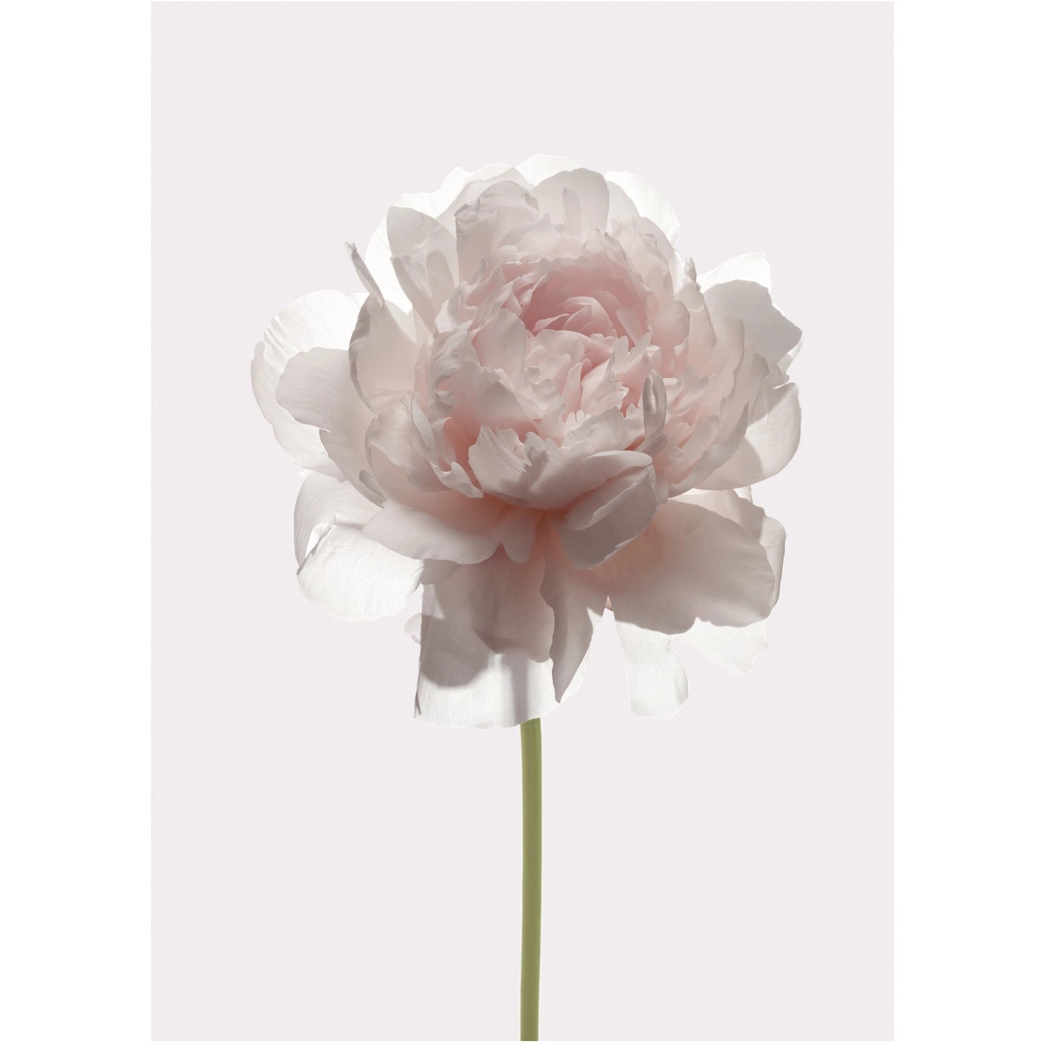 Komar Wandbild Rose 30 x 40 cm Komar Wandbild Rose 30 x 40 cm von Komar