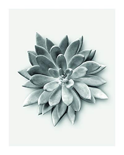 Komar Wandbild | Succulent Agave | Poster, Bild, Wohnzimmer, Schlafzimmer, Dekoration, Kunstdruck | ohne Rahmen | P049A-40x50 | Größe: 40 x 50 cm (Breite x Höhe) von Komar