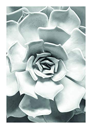 Komar Wandbild | Succulent Closeup | Poster, Bild, Wohnzimmer, Schlafzimmer, Dekoration, Kunstdruck | ohne Rahmen | P049C-50x70 | Größe: 50 x 70 cm (Breite x Höhe) von Komar