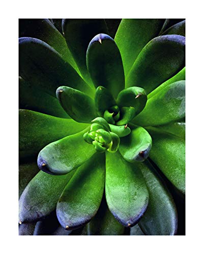 Komar Wandbild | Succulent Single | Poster, Bild, Wohnzimmer, Schlafzimmer, Dekoration, Kunstdruck | ohne Rahmen | P048-40x50 | Größe: 40 x 50 cm (Breite x Höhe) von Komar