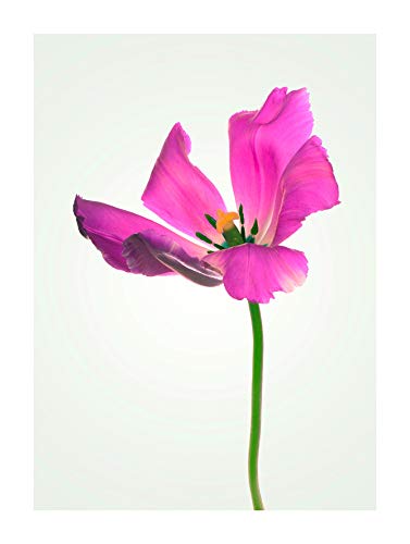 Komar Wandbild | Tulip | Poster, Bild, Wohnzimmer, Schlafzimmer, Dekoration, Kunstdruck | ohne Rahmen | P067-30x40 | Größe: 30 x 40 cm (Breite x Höhe) von Komar