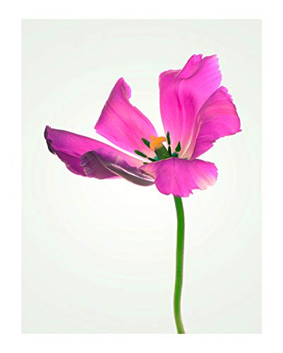 Komar Wandbild | Tulip | Poster, Bild, Wohnzimmer, Schlafzimmer, Dekoration, Kunstdruck | ohne Rahmen | P067-40x50 | Größe: 40 x 50 cm (Breite x Höhe) von Komar