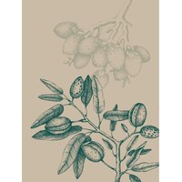 Komar Poster Wild Mandolino Pflanzen B/L: ca. 30x40 cm von Komar