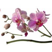 Komar Wandtattoo "Orchidee" von Komar