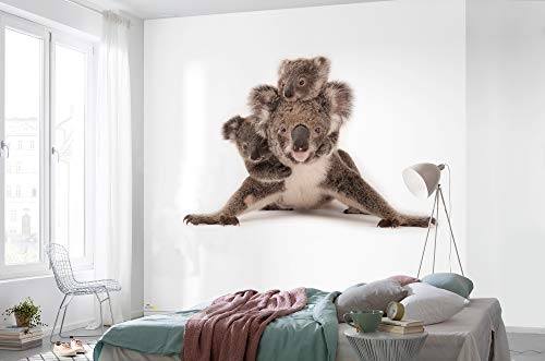 Komar National Geographic Vlies Fototapete Koala - Größe 300 x 280 cm - Australien, Schlafzimmer, Tapete, Wanddekoration, Tierporträt, Tierbild, Wohnzimmer von Komar