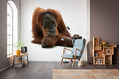 Komar NGX6-002 National Geographic Vlies Oran Uthan-Größe 300 x 280 cm-Tapete, Wanddekoration, Tierporträt, Tierbild, AFFE, Wohnzimmer Fototapete, braun, weiß Komar NGX6-002 National Geographic Vlies Oran Uthan-Größe 300 x 280 cm-Tapete, Wanddekoration, Tierporträt, Tierbild, AFFE, Wohnzimmer Fototapete, braun, weiß von Komar