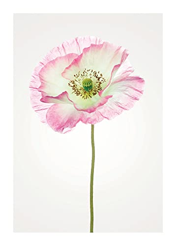 Komar Poppy - Größe: 50 x 70 cm, Wandbild, Poster, Kunstdruck (ohne Rahmen), PURE Boutique von Komar