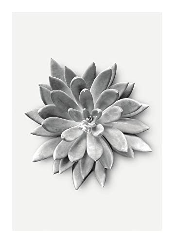 Komar Succulent Agave - Größe: 50 x 70 cm, Wandbild, Poster, Kunstdruck (ohne Rahmen), PURE Boutique von Komar