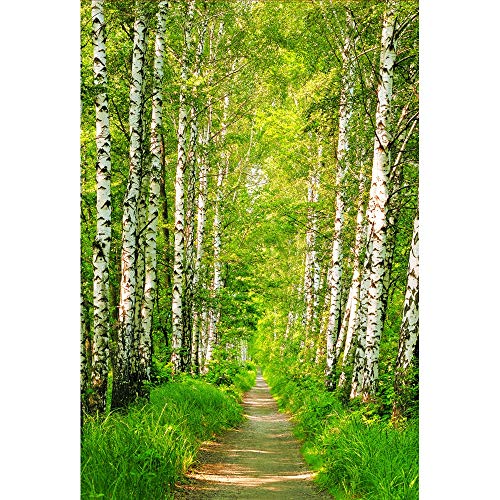 Sunny Decor | Vlies Fototapete BIRCH PATH | 124 x 184 cm | Tapete, Wand Dekoration, Wald, Schlafzimmer, Wohnzimmer,Natur, Birkenwald | SDNW301 Sunny Decor | Vlies Fototapete BIRCH PATH | 124 x 184 cm | Tapete, Wand Dekoration, Wald, Schlafzimmer, Wohnzimmer,Natur, Birkenwald | SDNW301 von Komar