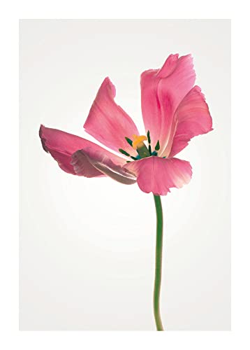 Komar Tulip - Größe: 50 x 70 cm, Wandbild, Poster, Kunstdruck (ohne Rahmen), PURE Boutique von Komar