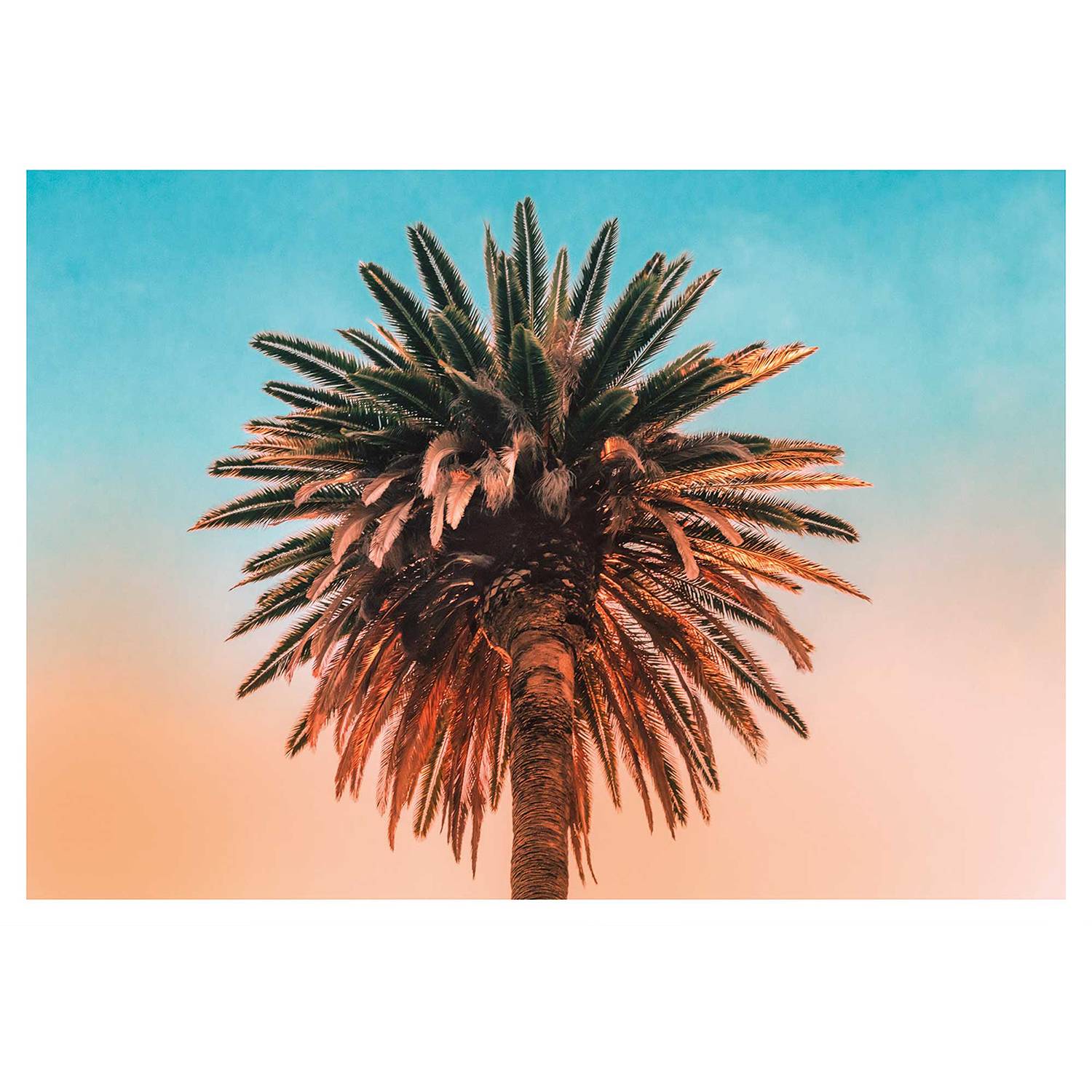 Wandbild Palm Tree von Komar