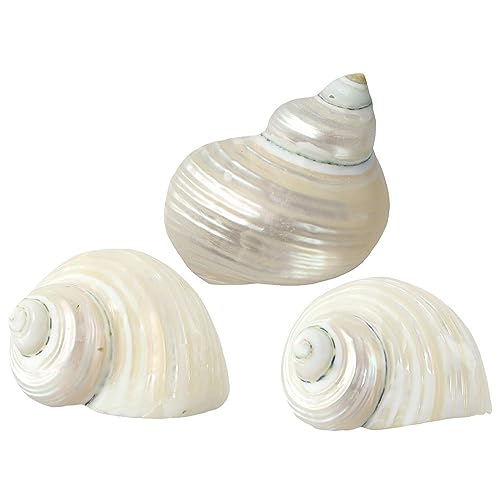 Kopida 3 Stück große Einsiedlerkrebs-Schalen, natürliche Meeresmuscheln für Einsiedlerkrebse, Turbo-Muscheln, Meeresmuschel, keine lackierten Einsiedlerkrebs-Zubehör, weiß von Kopida
