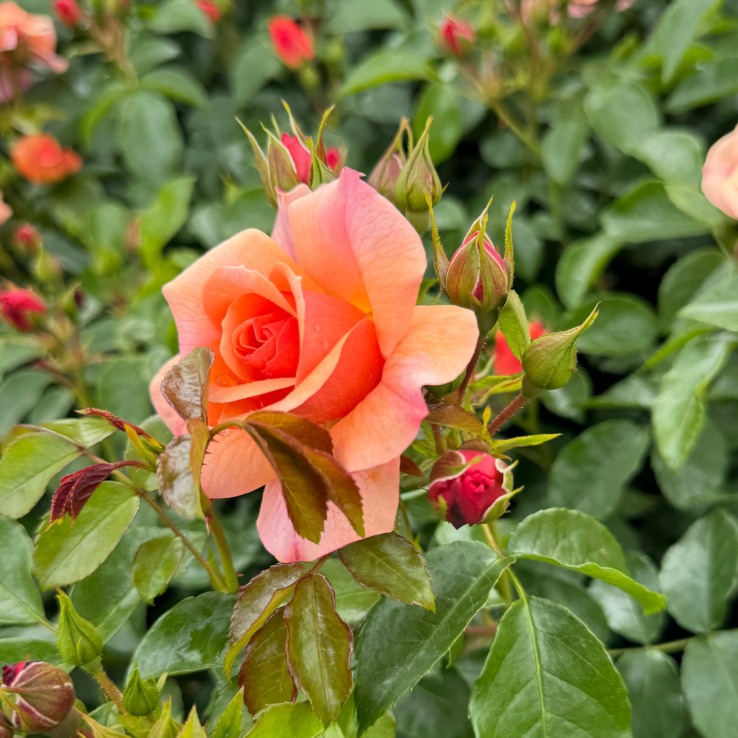 Beetrose 'Aprikola' Wz, 3 starke Triebe Lieferform: wurzelnackte Pflanze in A-Qualität, mindestens 3 Triebe Beetrose 'Aprikola' Wz, 3 starke Triebe Lieferform: wurzelnackte Pflanze in A-Qualität, mindestens 3 Triebe von Kordes Rosen