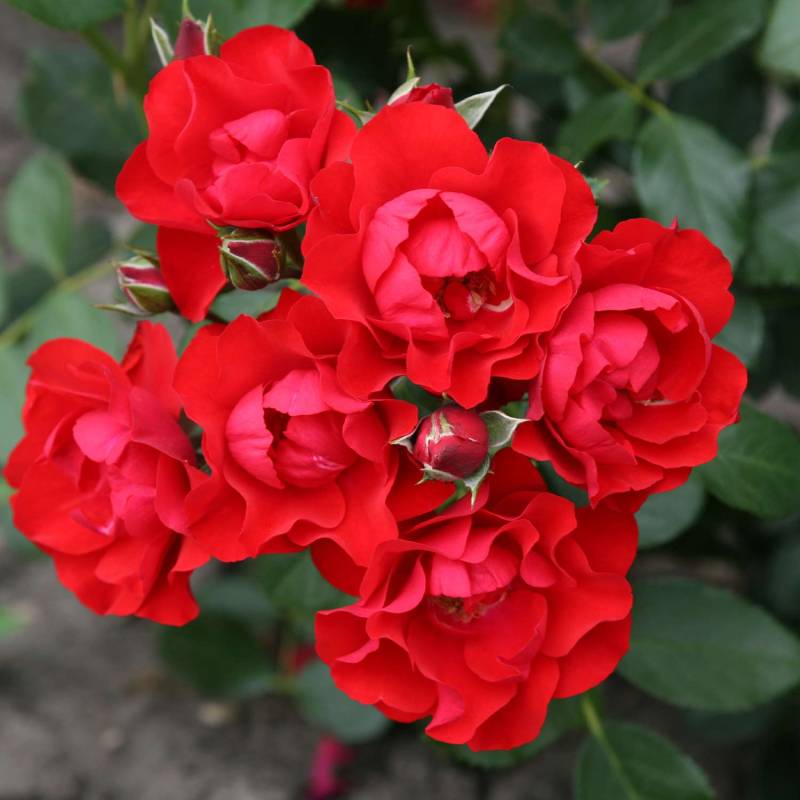 Beetrose &#039;Black Forest Rose®&#039; Wz Lieferform: wurzelnackte Pflanze in A-Qualität, mindestens 3 Triebe von Kordes Rosen