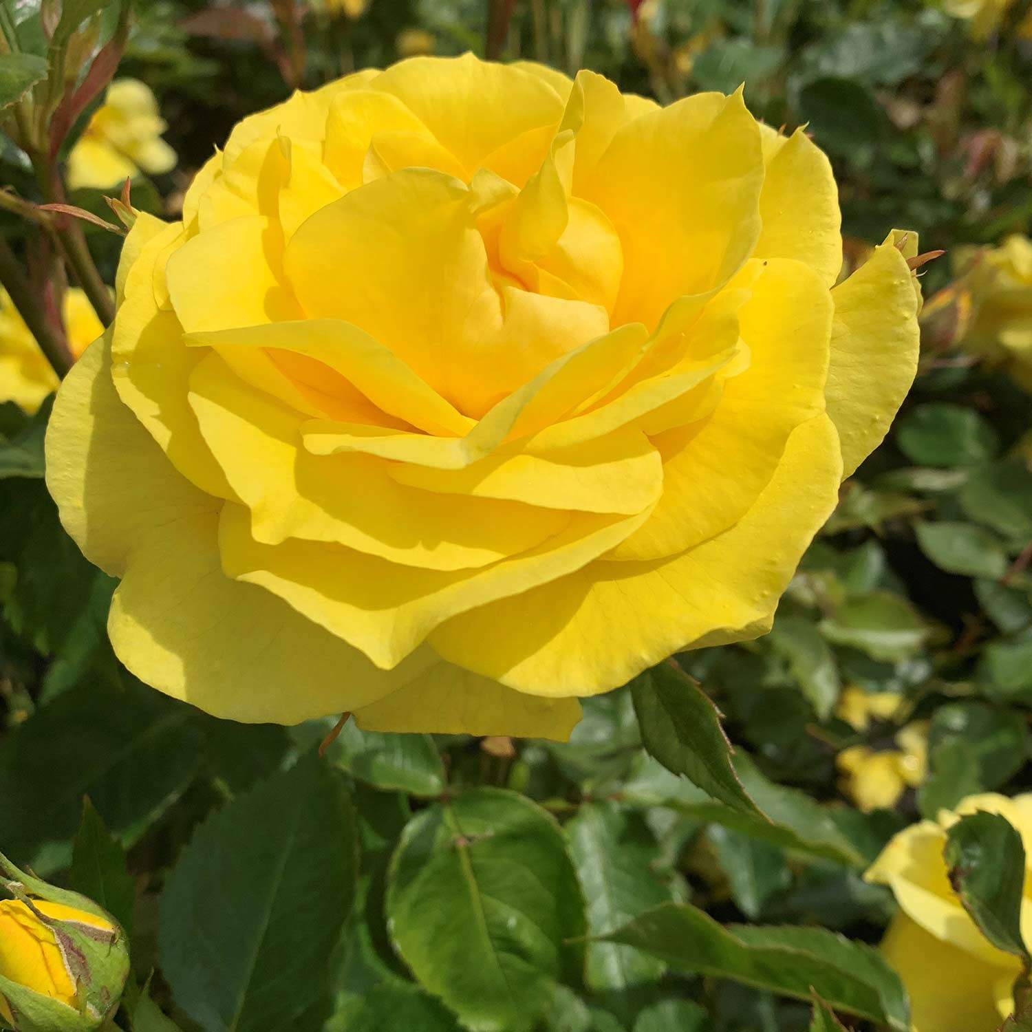 Beetrose &#039;Friesia®&#039; - ADR-Rose Wz Lieferform: wurzelnackte Pflanze in A-Qualität, mindestens 3 Triebe von Kordes Rosen