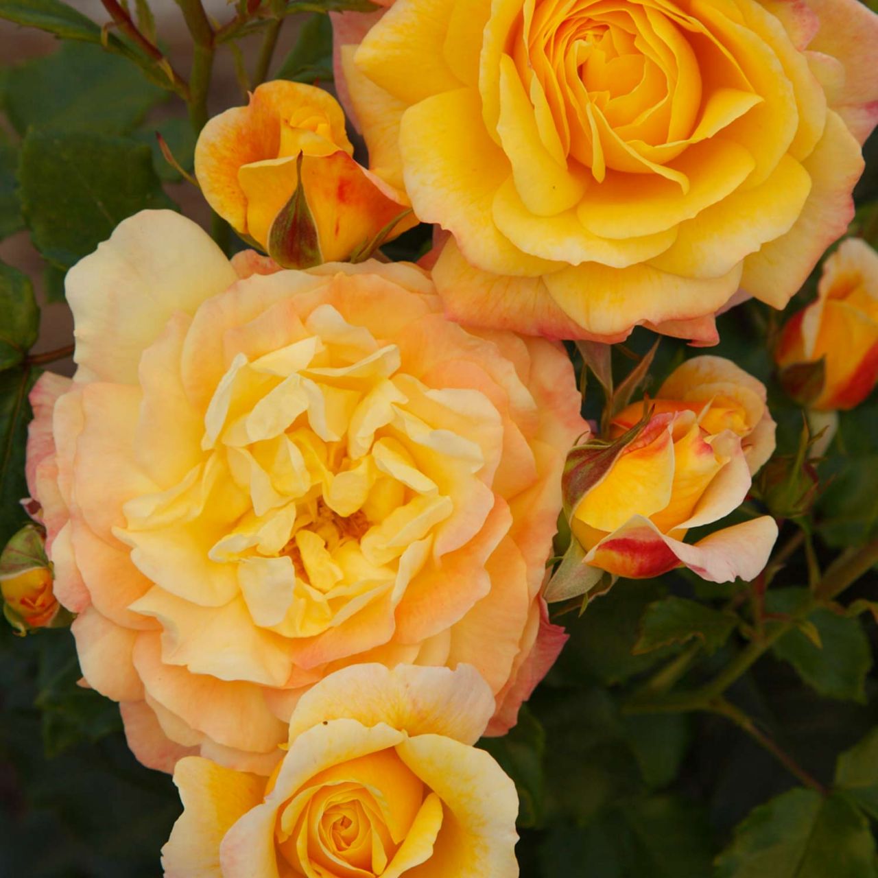 Beetrose 'Rose der Hoffnung®' von Kordes Rosen