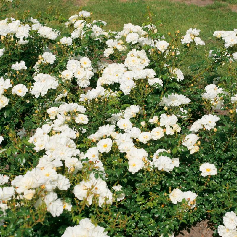 Bodendeckerrose &#039;Diamant®&#039; - ADR-Rose Wurzelnackte Pflanze Liefergröße: mind. 3 starke Triebe von Kordes Rosen