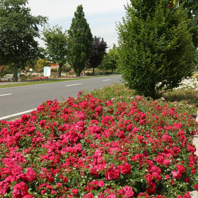 Bodendeckerrose &#039;Gärtnerfreude®&#039; - ADR-Rose Wurzelnackte Pflanze Liefergröße: mind. 3 starke Triebe von Kordes Rosen