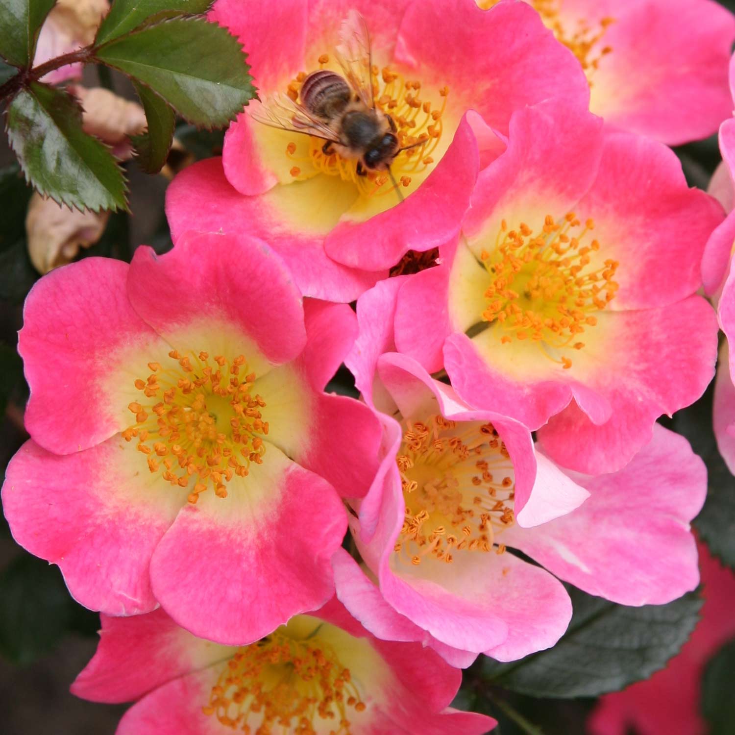 Bodendeckerrose &#039;Topolina®&#039; - ADR-Rose, Wurzelnackte Pflanze, 3 starke Triebe, A-Qualität Liefergröße: min. 3 starke Triebe von Kordes Rosen