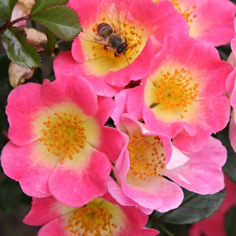 Bodendeckerrose &#039;Topolina®&#039; - ADR-Rose, Wurzelnackte Pflanze, 3 starke Triebe, A-Qualität Liefergröße: min. 3 starke Triebe von Kordes Rosen