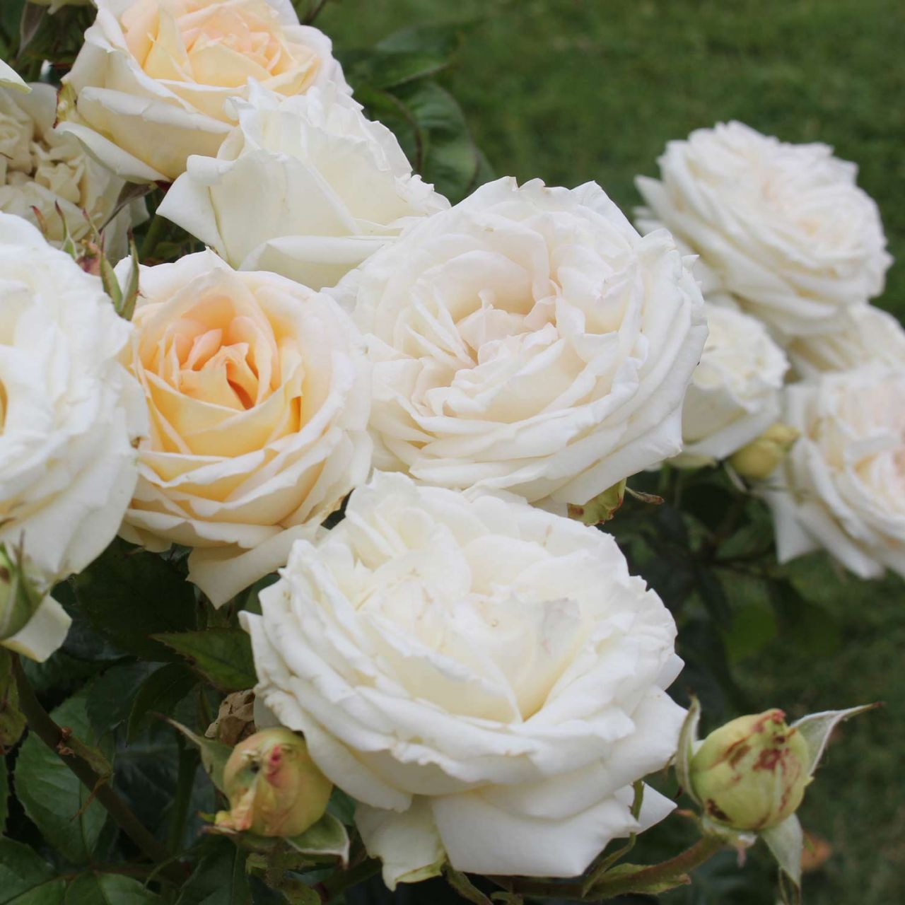 Edelrose 'Madame Anisette' von Kordes Rosen