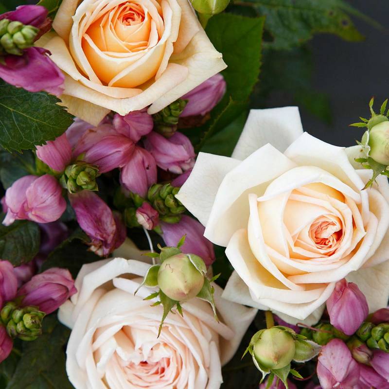 Edelrose &#039;Madame Anisette&#039; Lieferform: Im 6 Liter Topf von Kordes Rosen
