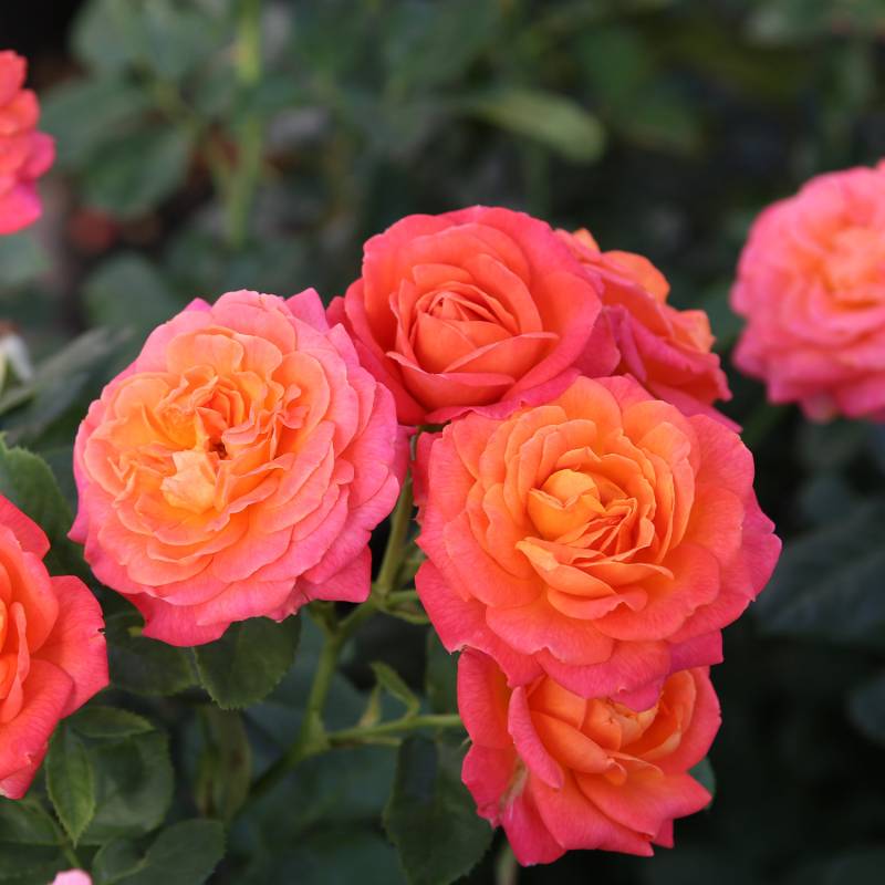 Edelrose &#039;Vulcano&#039; 5 Liter Topf Lieferform: Im 5 Liter Topf von Kordes Rosen