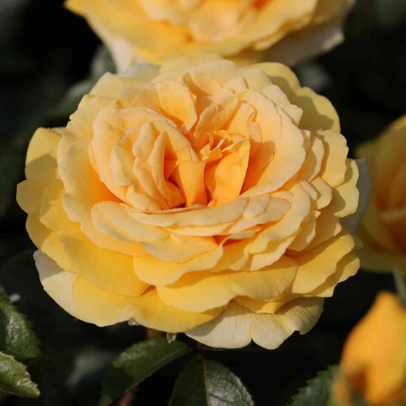 Edelrose &#039;Winter Sun&#039; 5 Liter Topf Lieferform: Im 5 Liter Topf von Kordes Rosen