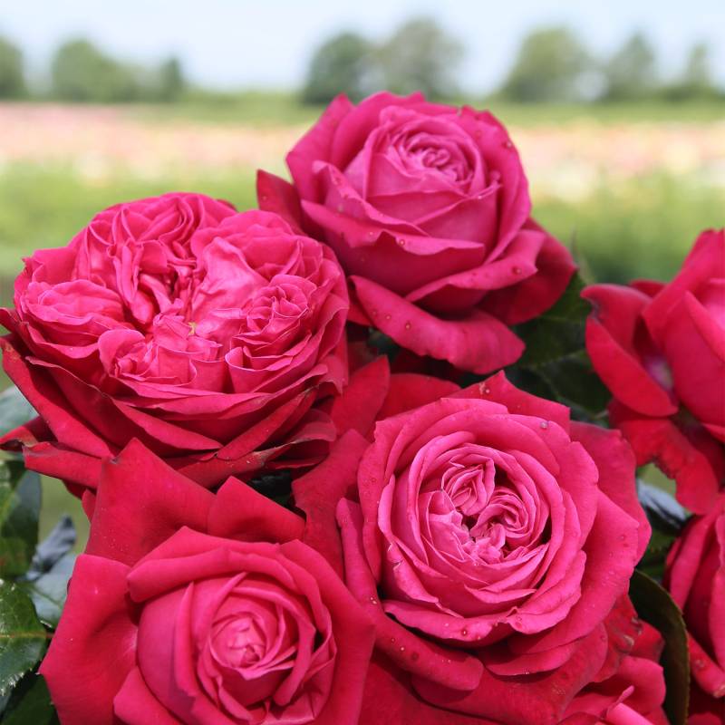 Edelrosen &#039;Ruby Kiss&#039; 5 Liter Topf Lieferform: Im 5 Liter Topf von Kordes Rosen