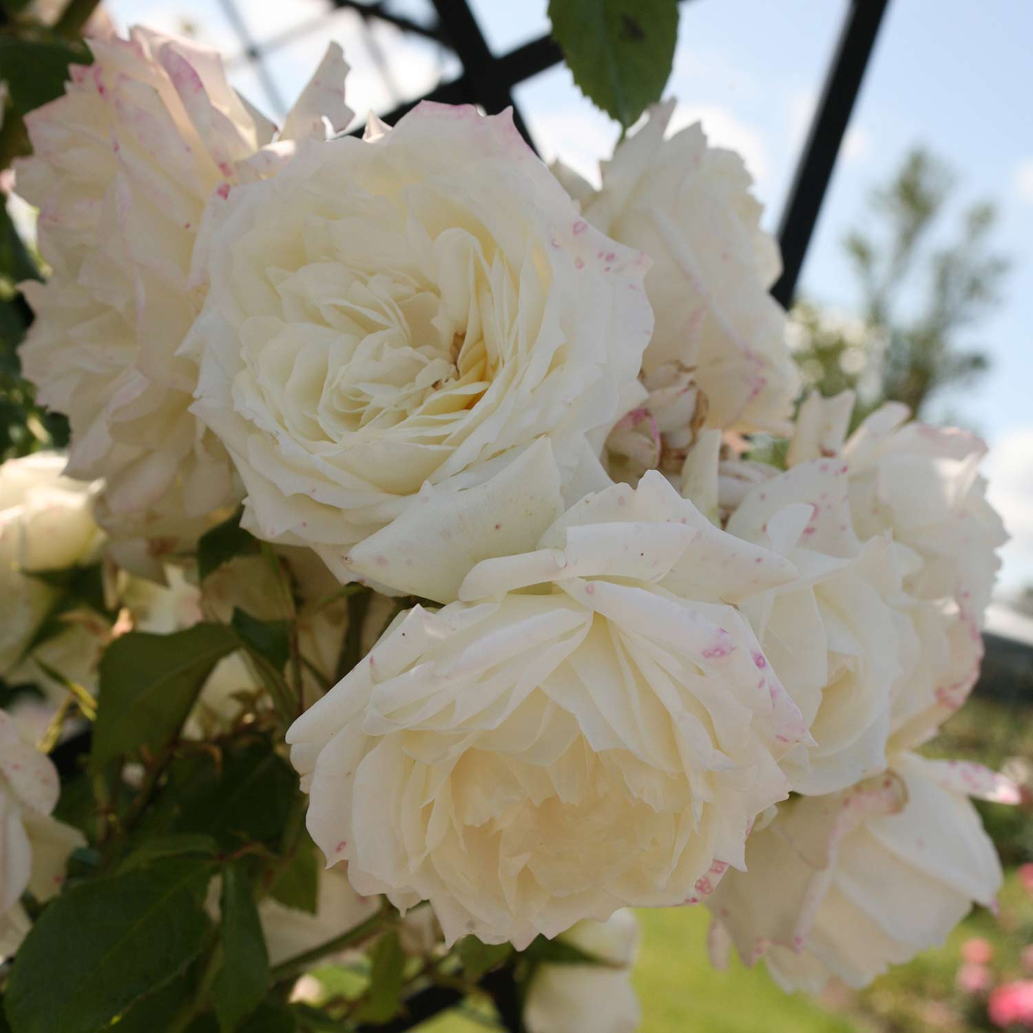 Kletterrose &#039;Alaska®&#039; Wz, 2 - 3 Triebe Liefergröße: A-Qualität, mindestens 3 starke Triebe von Kordes Rosen