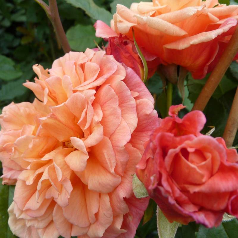 Kletterrose &#039;Aloha®&#039;, Wurzelnackte Pflanze, 2 - 3 Triebe Liefergröße: mind. 3 starke Triebe von Kordes Rosen