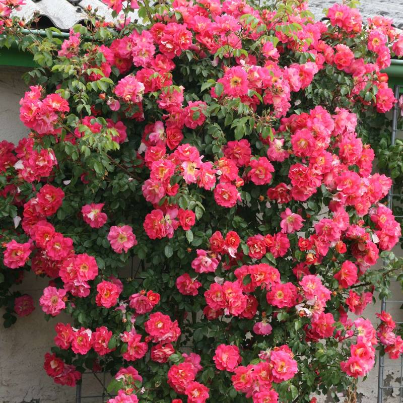 Kletterrose &#039;Bajazzo®&#039;, Wurzelnackte Pflanze, 2 - 3 Triebe Liefergröße: min. 3 starke Triebe von Kordes Rosen