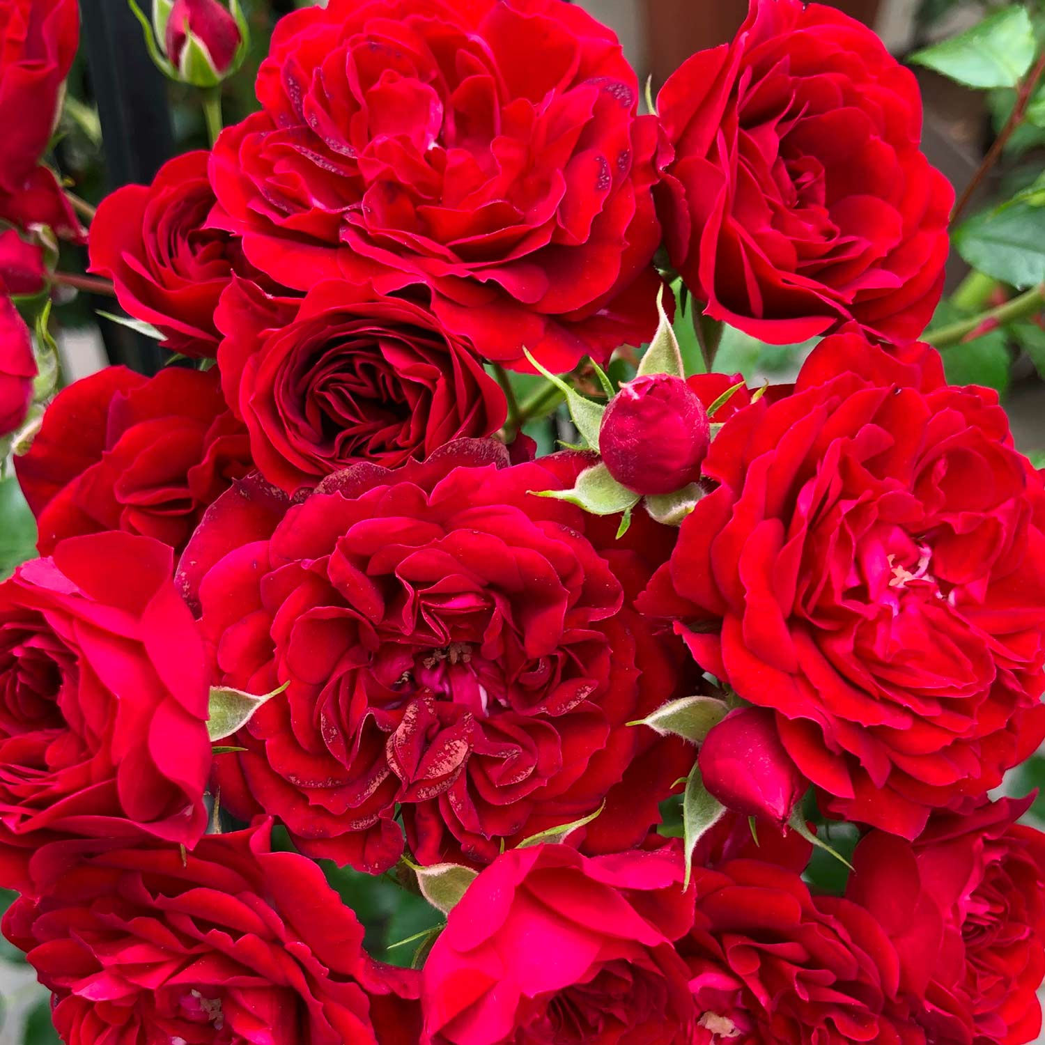 Kletterrose &#039;Crimson Siluetta®&#039; Wz, 2 - 3 Triebe Lieferform: wurzelnackte Pflanze in A-Qualität, mindestens 2 Triebe von Kordes Rosen