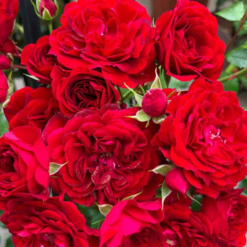 Kletterrose &#039;Crimson Siluetta®&#039; Wz, 2 - 3 Triebe Lieferform: wurzelnackte Pflanze in A-Qualität, mindestens 2 Triebe von Kordes Rosen