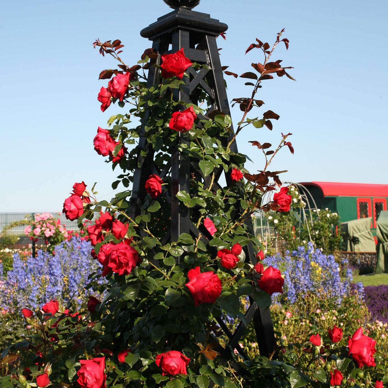 Kletterrose 'Florentina ®' von Kordes Rosen