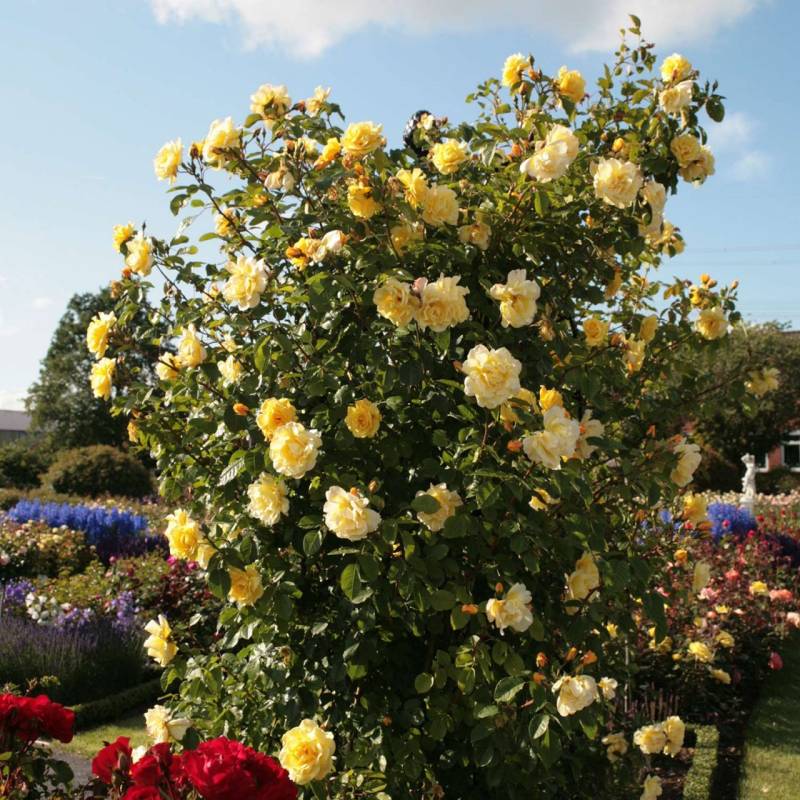 Kletterrose &#039;Golden Gate®&#039; ADR- Rose, 5 Liter, 3 starke Triebe, A-Qualität Lieferform: Im 6 Liter Topf von Kordes Rosen