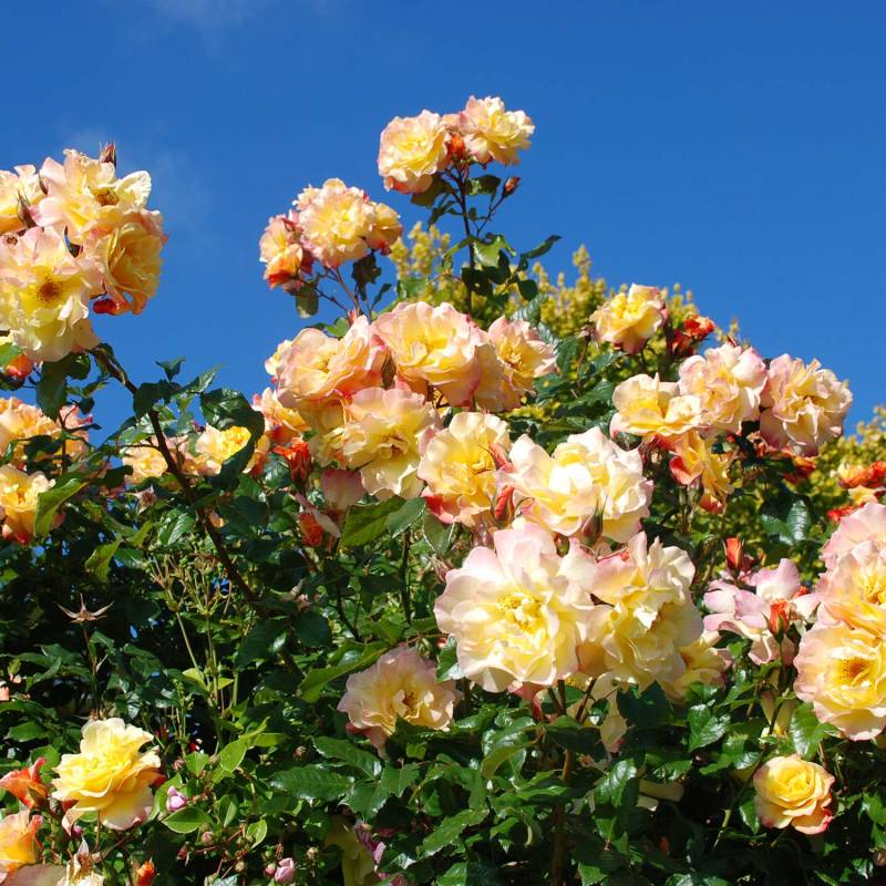 Kletterrose &#039;Moonlight®&#039; Wurzelnackte Pflanze, 2 - 3 Triebe, A-Qualität Liefergröße: mind. 3 starke Triebe von Kordes Rosen