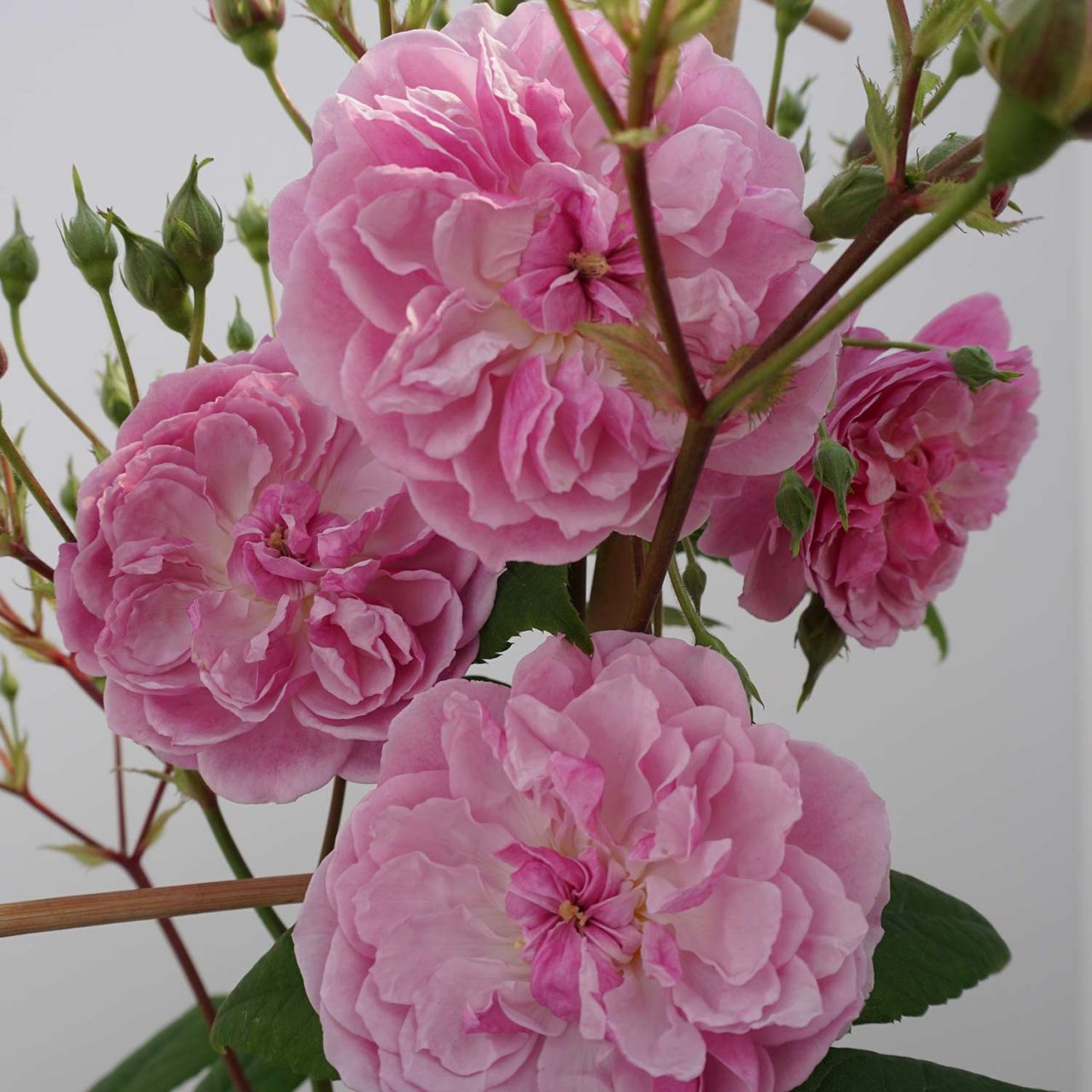 Kletterrose 'Romantic Siluetta®' von Kordes Rosen