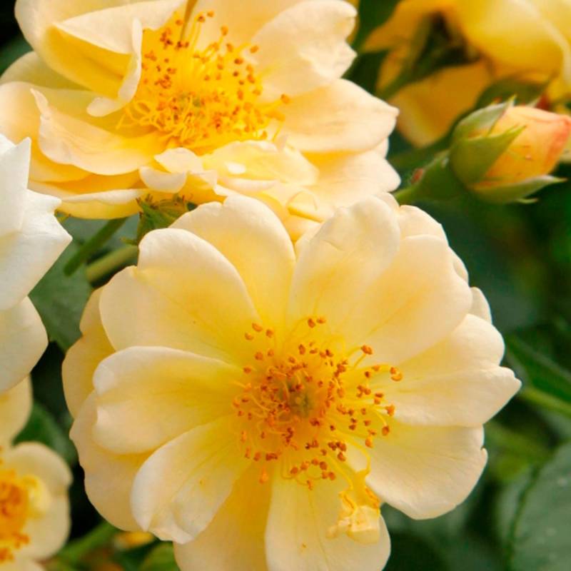 Kletterrose &#039;Sunny Siluetta®&#039; Wz, 2 - 3 Triebe Lieferform: wurzelnackte Pflanze in A-Qualität, mindestens 2 Triebe von Kordes Rosen