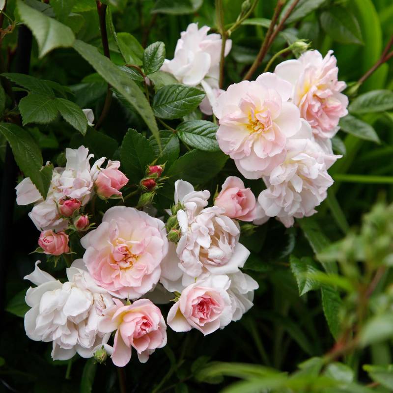 Kletterrose &#039;Sweet Siluetta®&#039;, wurzelnackte Pflanze, 2 - 3 starke Triebe, A-Qualität Lieferform: wurzelnackte Pflanze in A-Qualität, mindestens 2 Triebe von Kordes Rosen