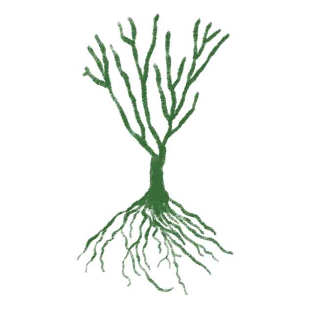 Nostalgische Kletterrose &#039;Jasmina®&#039; - ADR-Rose, Wurzelnackte Pflanze, A-Qualität, 3 starke Triebe Liefergröße: A-Qualität von Kordes Rosen