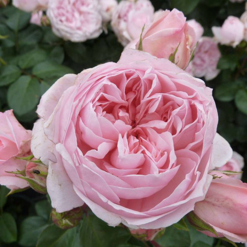 Nostalgische Strauchrose &#039;Cinderella®&#039;, 5 Liter, 3 starke Triebe, A-Qualität Liefergröße: 3 starke Triebe, A-Qualität von Kordes Rosen