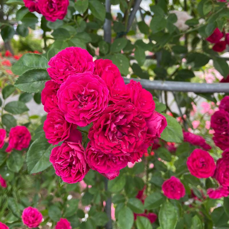 Ramblerrose Flammentanz® Wurzelnackte Pflanze Liefergröße: mind. 3 starke Triebe von Kordes Rosen
