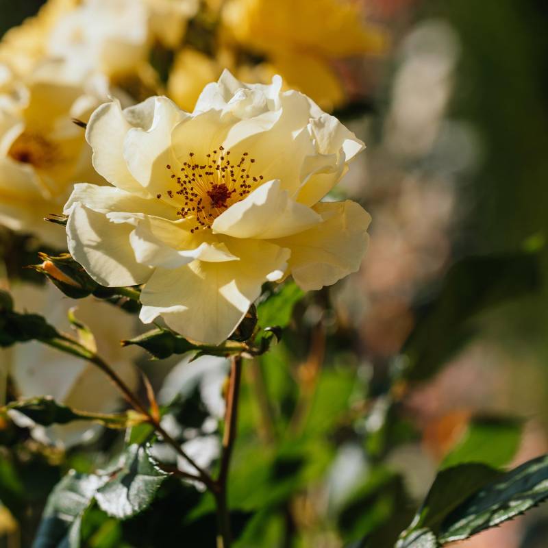 Strauchrose &#039;Frühlingsgold&#039;, 5 Liter, 3 starke Triebe, A-Qualität Liefergröße: 3 starke Triebe, A-Qualität von Kordes Rosen